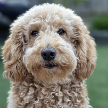 hond welkom in museum