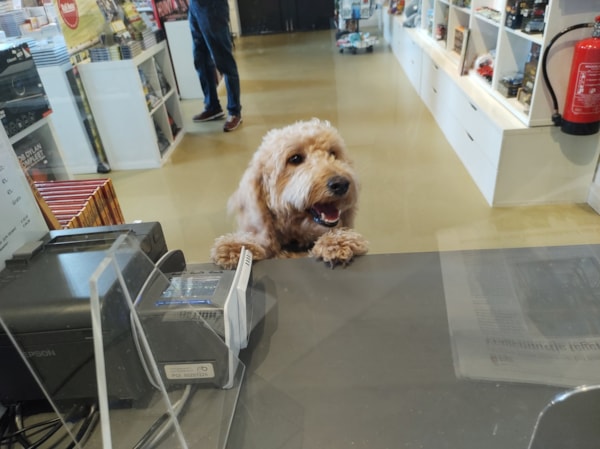 honden welkom in museum